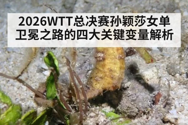 2026WTT总决赛孙颖莎女单卫冕之路的四大关键变量解析